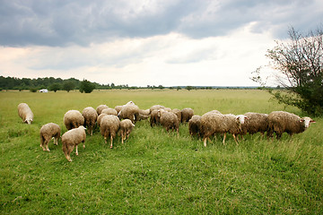 Image showing Flock of sheep 