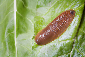 Image showing Slug in nature