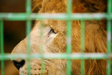 Image showing Lion in cage close up