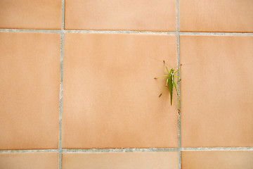 Image showing Close up of grasshopper on wall