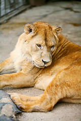 Image showing Lion in cage