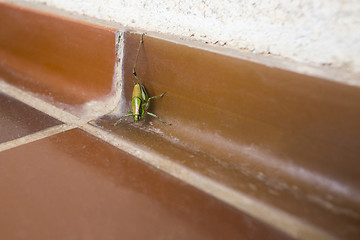 Image showing Grasshopper on bathroom floor