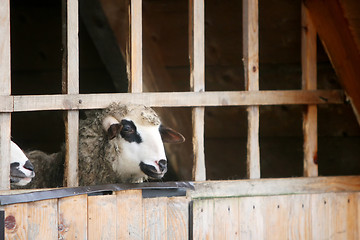 Image showing Close up of sheep in captivity