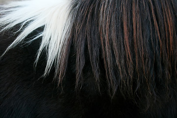 Image showing Horsehair close up