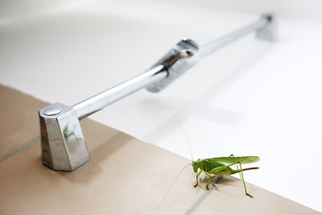 Image showing Close up of grasshopper in bathroom