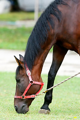 Image showing Horse eating grass