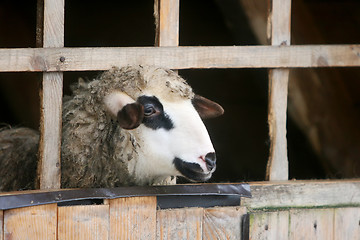 Image showing Close up of sheep in wooden stable