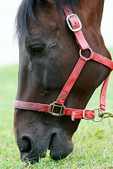 Image showing Close up of horse eating grass