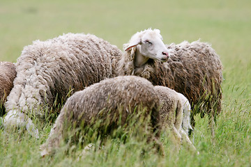 Image showing Close up of cattle flock grazing