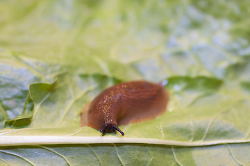 Image showing Slug on leaf