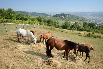 Image showing Horses grazing on meadow