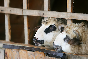 Image showing Close up of sheep locked up in stall