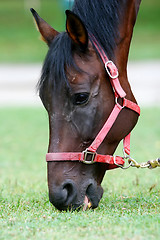 Image showing Close up of horse graze