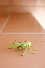 Image showing Grasshopper on bathroom wall