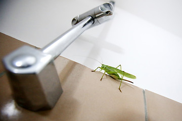 Image showing Close up of green grasshopper