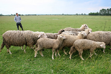 Image showing Boy watching over cattle flock