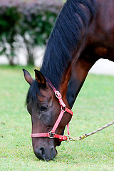 Image showing Horse grazing on meadow