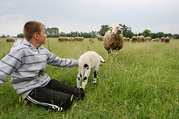 Image showing Boy on meadow with cattle