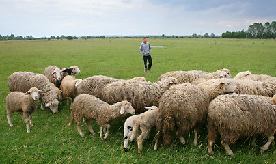 Image showing Boy watching over flock of sheep on meadow