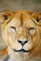 Image showing Close up of lioness