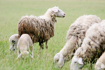 Image showing Close up of sheep flock 