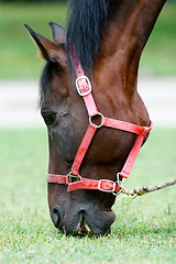 Image showing Horse eating grass close up