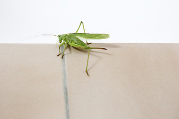 Image showing Grasshopper close up