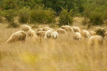 Image showing Cattle flock on meadow