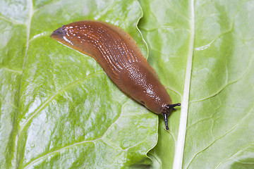 Image showing Birds eye view of slug 