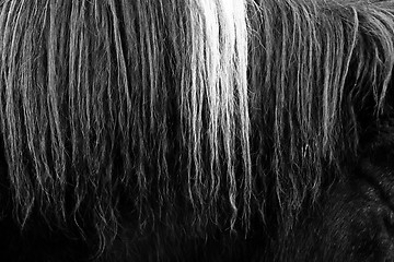 Image showing Horsehair b&w close up