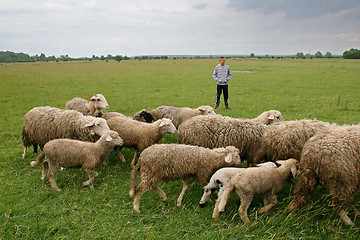 Image showing Boy watching over flock of sheep