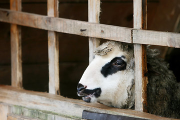 Image showing Sheep in farm stable