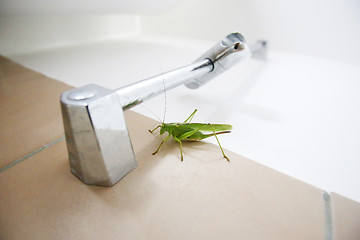 Image showing Close up of green grasshopper on bathroom wall