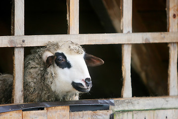 Image showing Close up of sheep in farm stall