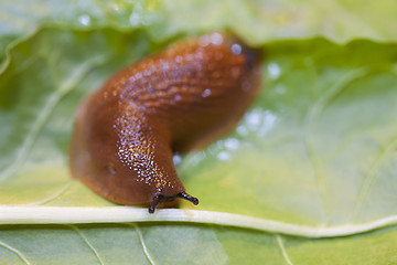 Image showing Close up of slug