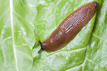 Image showing Slug on green leaves close up