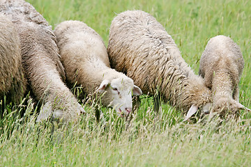 Image showing Close up of sheep flock grazing