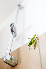 Image showing Green grasshopper on bathroom wall