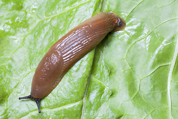 Image showing Slug on leaves close up