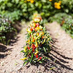 Image showing Hot peppers plant