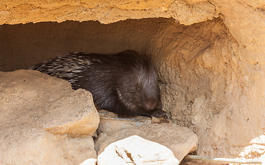 Image showing Huge Porcupine