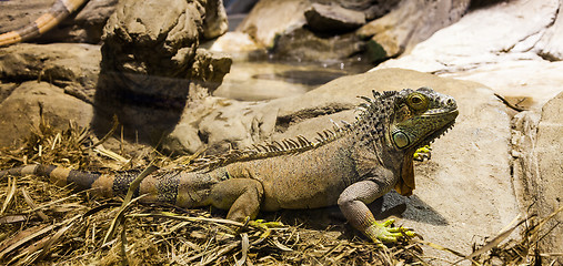 Image showing Green Iguana