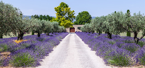 Image showing Lavander garden