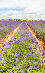 Image showing Lavander field