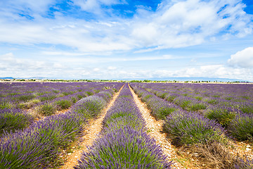 Image showing Lavander field