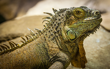 Image showing Green Iguana