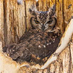 Image showing Spotted Eagle Owl