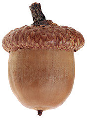 Image showing One Ripe Dry Acorn Cutout