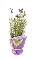 Image showing lavender