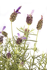 Image showing lavender